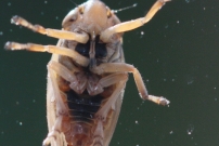 La Philne spumeuse (Homoptre - Aphrophoridae - Philaenus spumarius)